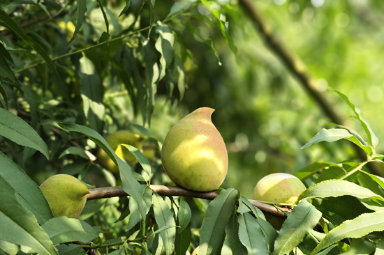 从迷彩绿到桃园绿生态鹰嘴桃种出“致富经”